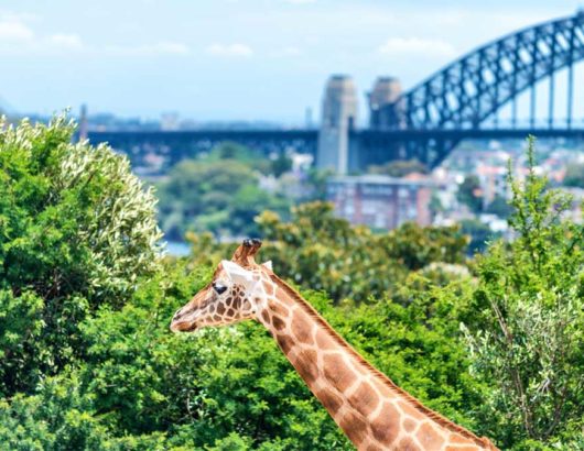 Taronga Zoo